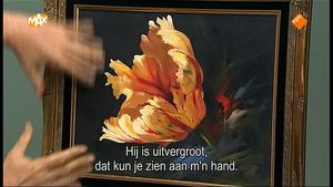 Rembrandt Tulp