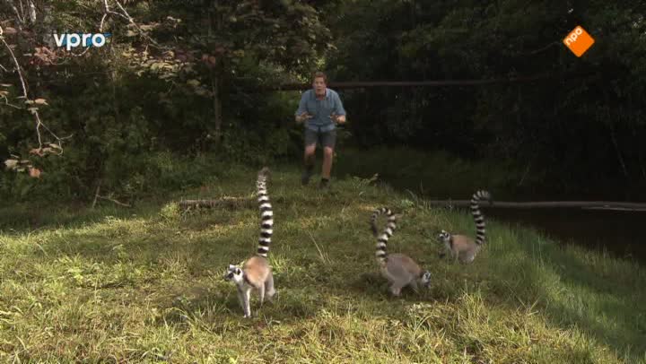 Freeks Wilde Wereld | Madagaskar - Maki's