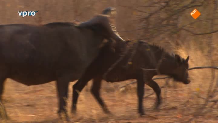 Freeks Wilde Wereld | Dieren met een hoorn