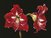 11. Grote rode amaryllis