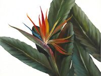 6. Tropisch paradijs