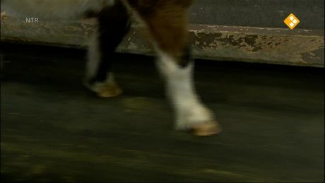 Het Klokhuis | Paardenonderzoek