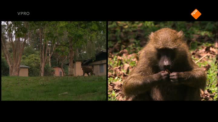 Freek in het wild | Slimme chimpansees