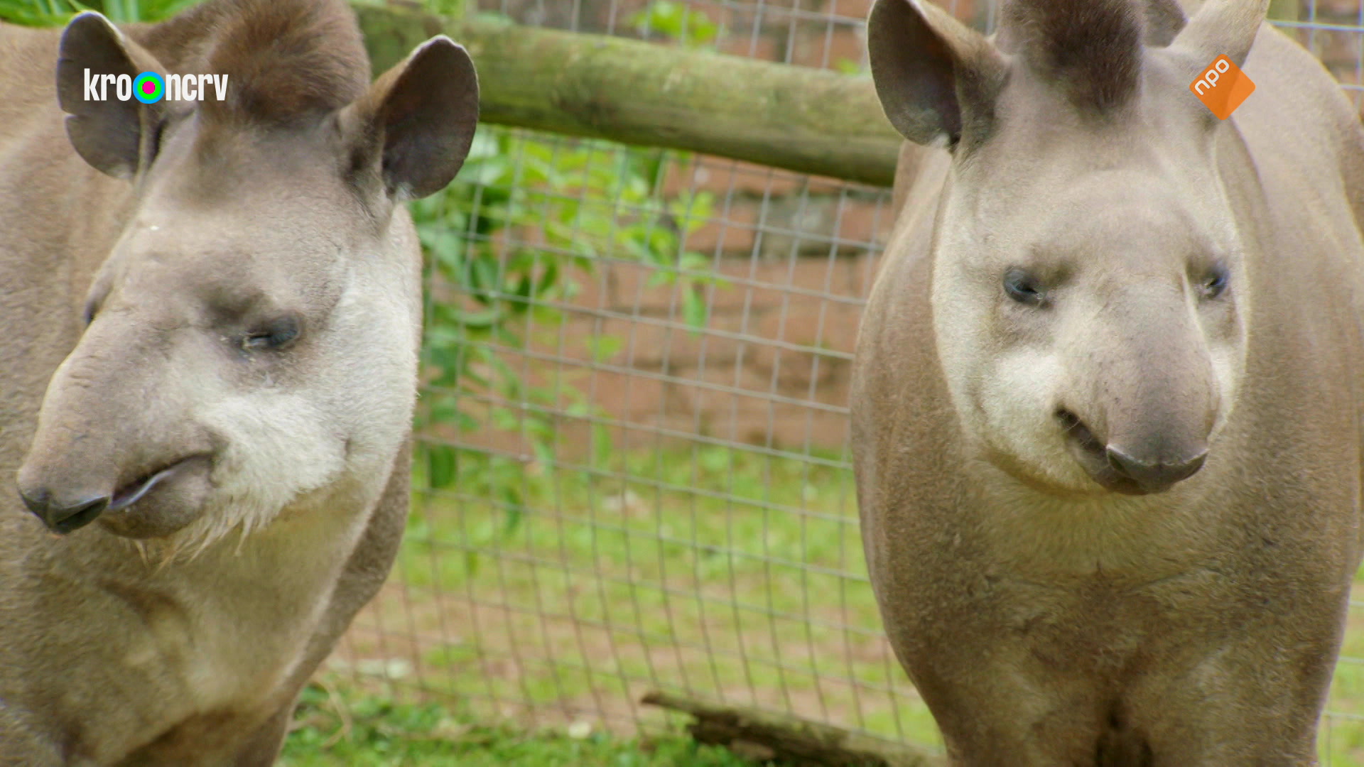 De Zoo
