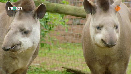 De Zoo | De enorme stank
