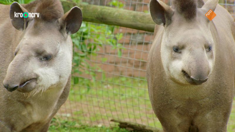 De Zoo