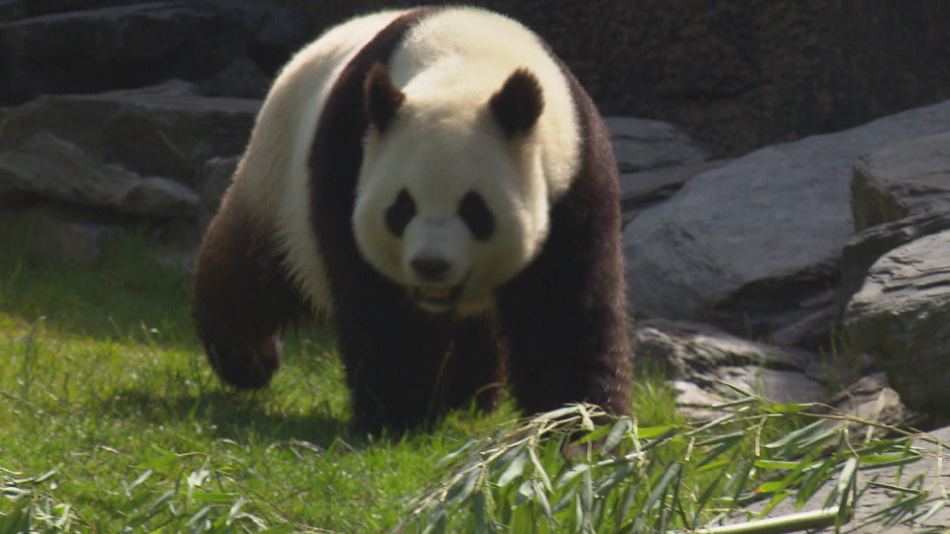 Het Klokhuis | Reuzenpanda