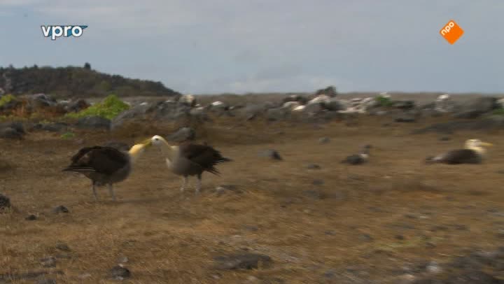 Freeks Wilde Wereld | Piratenvogels