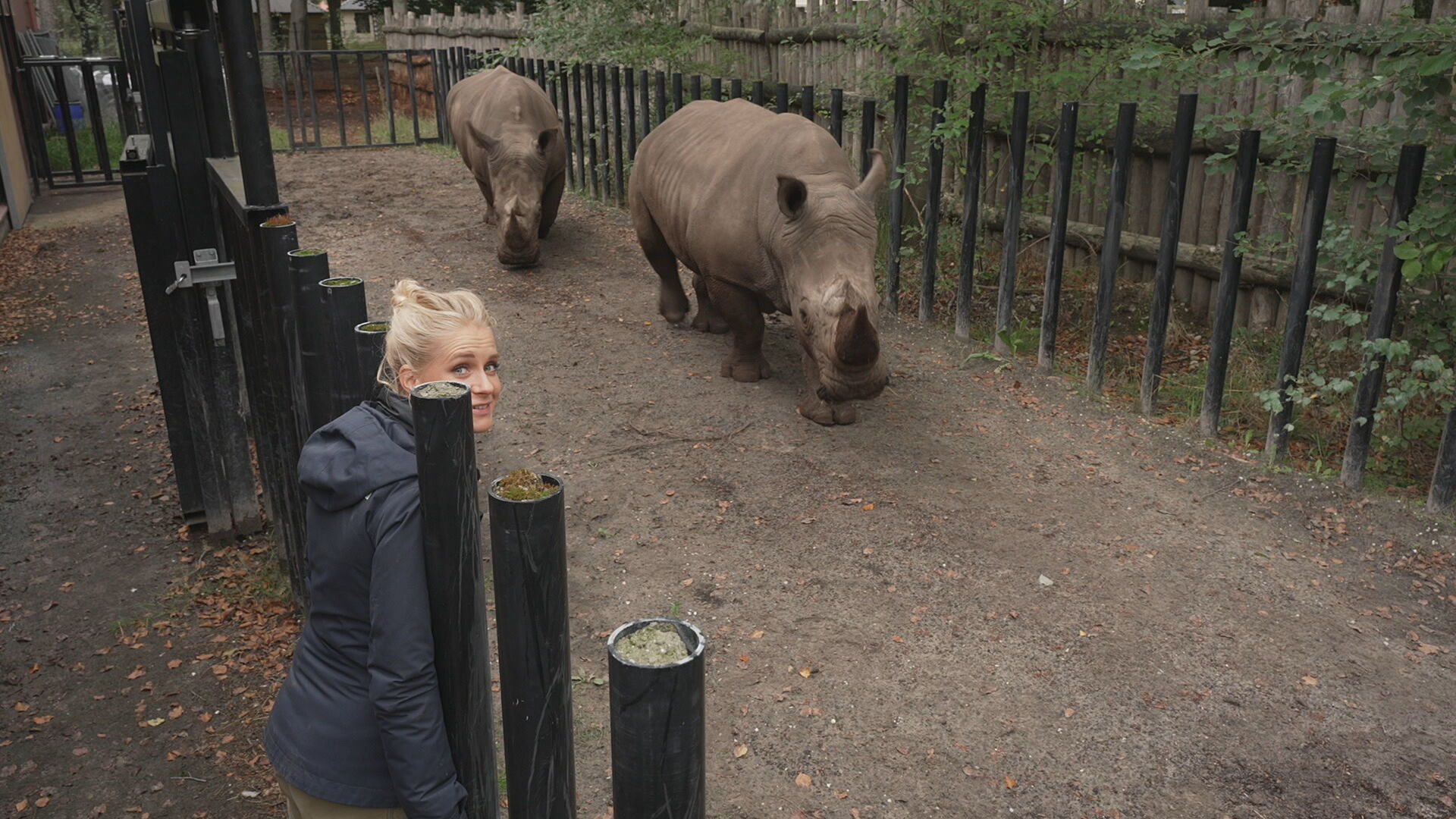 Het Klokhuis | Neushoorn