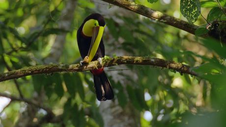 Freeks Wilde Wereld | Costa-Rica - Tentenbouwers