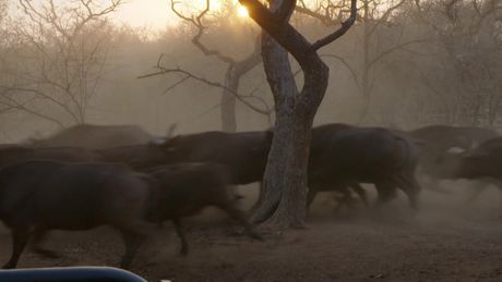 Freeks Wilde Wereld | Buffelverhuizing