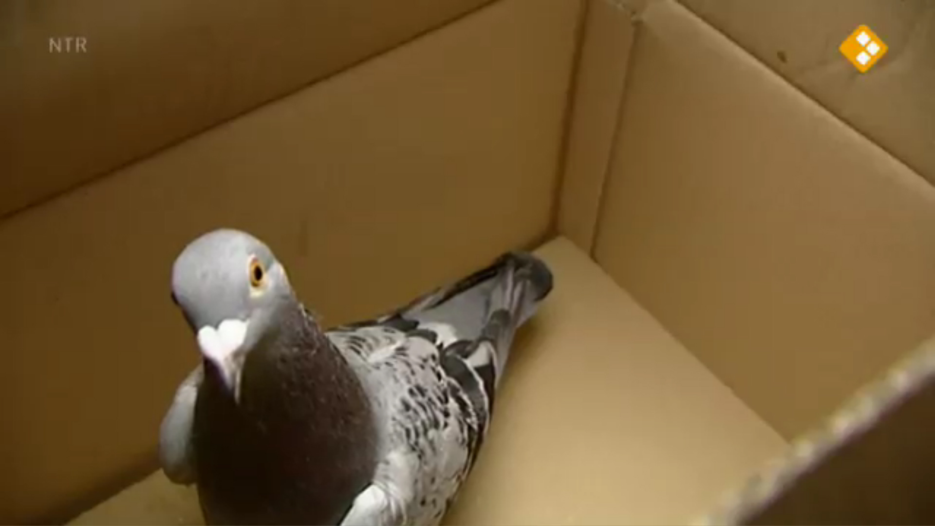 Huisje Boompje Beestje