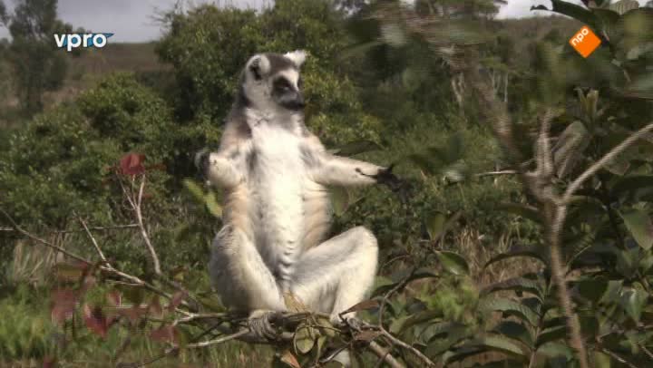 Freeks Wilde Wereld | Madagaskar - Maki's