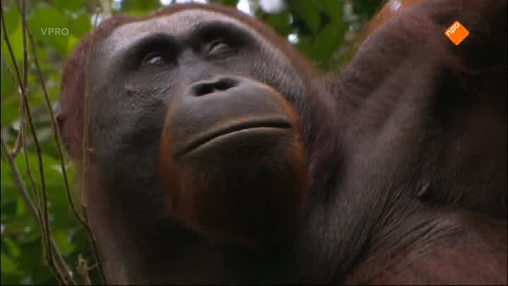 Freeks Wilde Wereld | De orang-oetan
