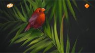 Tropische zangvogel