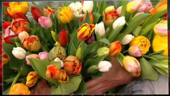 Het Klokhuis | Tulpen