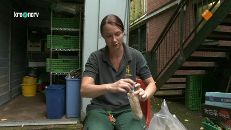 De Zoo | Populariteitswedstrijd