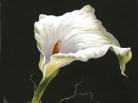 6. Exotische witte Aronskelk