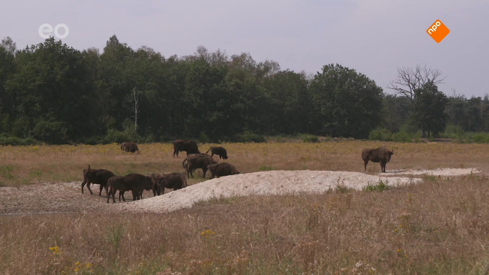 Tussen Kop & Staart | Tussen Kop en Staart