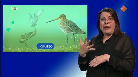NOS Jeugdjournaal met gebarentaal