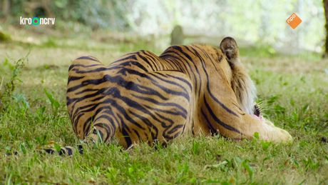 De Zoo | De zoektocht naar de innerlijke tijger