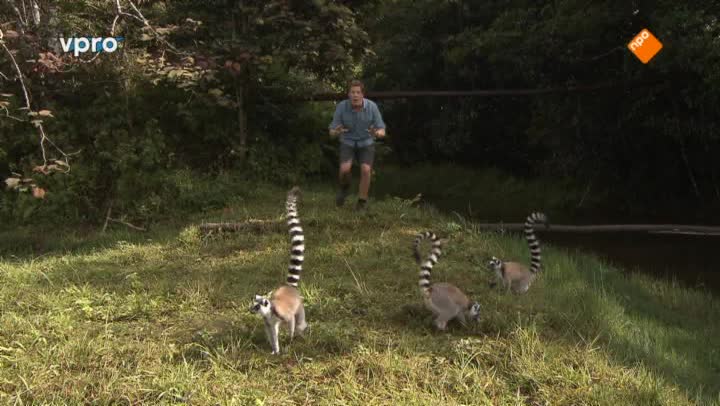 Freeks Wilde Wereld | Madagaskar - Maki's