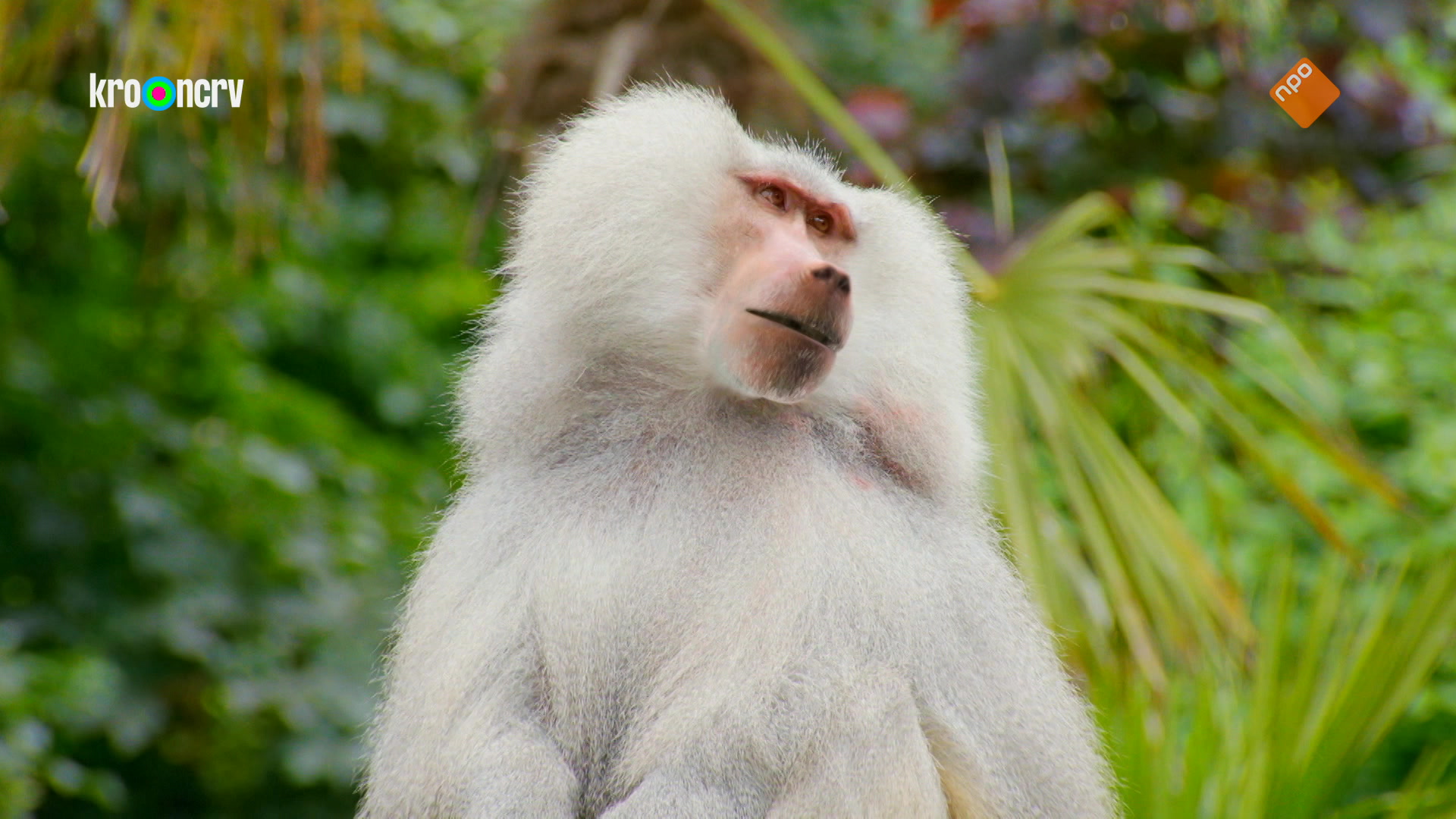 De Zoo