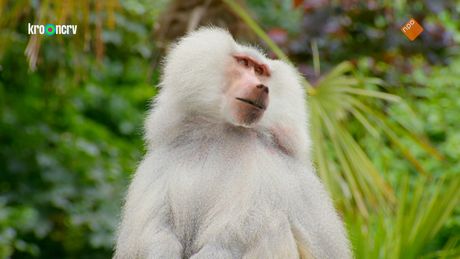De Zoo | Wouters top tien