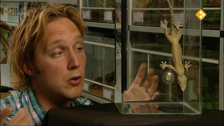 Het Klokhuis | Nano - Gekko