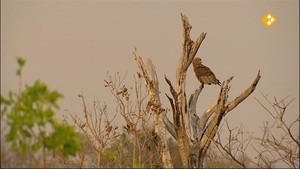 Freek op safari | Busanga