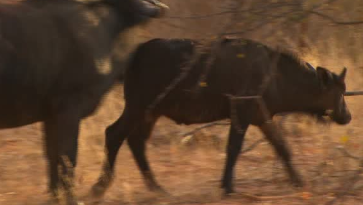 Freeks Wilde Wereld | Dieren met een hoorn