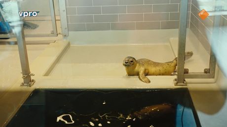 Wilde Buren | Zeehondjes