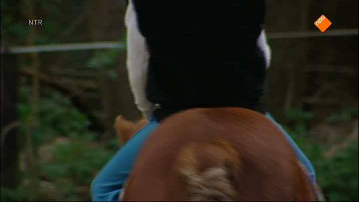 Koekeloere