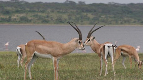 African Bambi