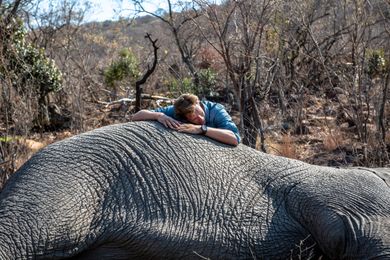 Freeks Wilde Wereld | Inspectie van een olifant