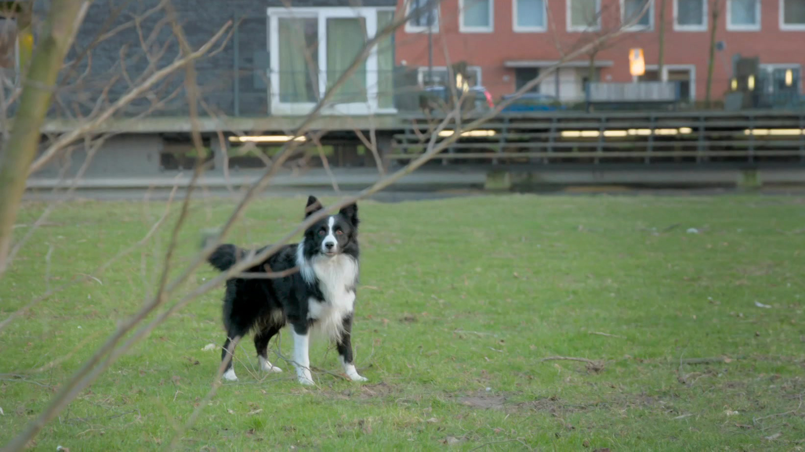 Puppy Patrol | Zwerver