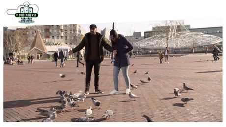 De brutale duif en andere dieren in de stad