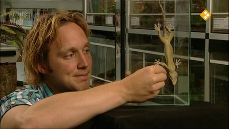 Het Klokhuis | Nano - Gekko