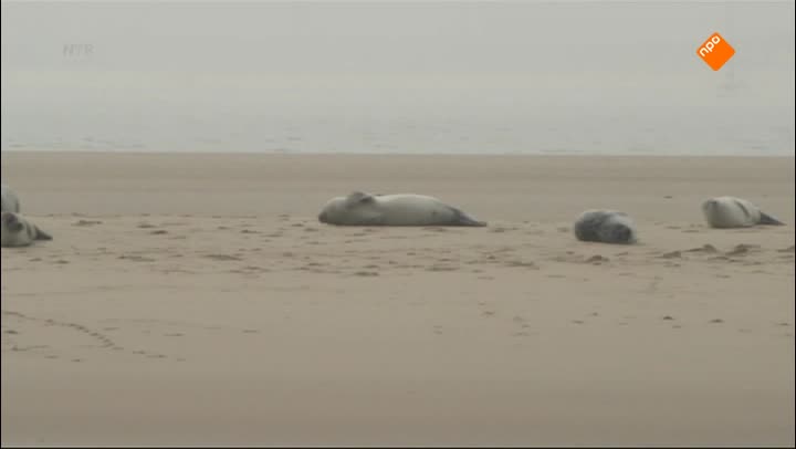 Het Klokhuis | Werelderfgoed: Waddenzee