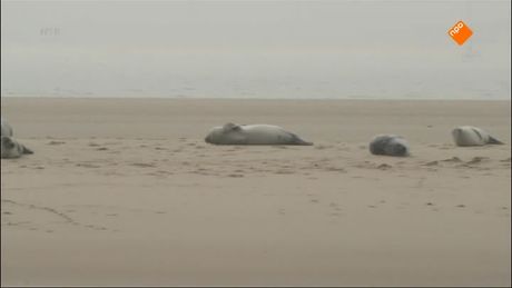 Het Klokhuis | Werelderfgoed: Waddenzee