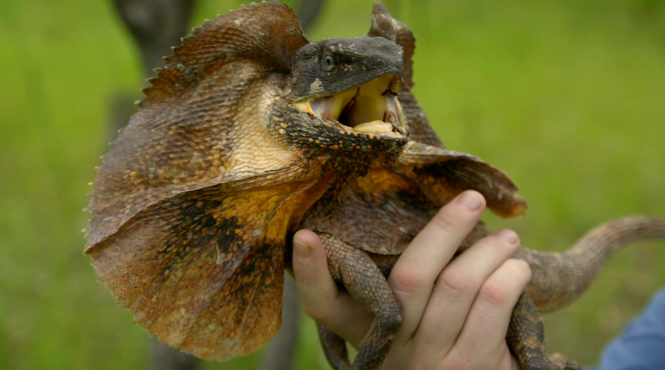 Freeks Wilde Wereld | Figurant in een dino-film