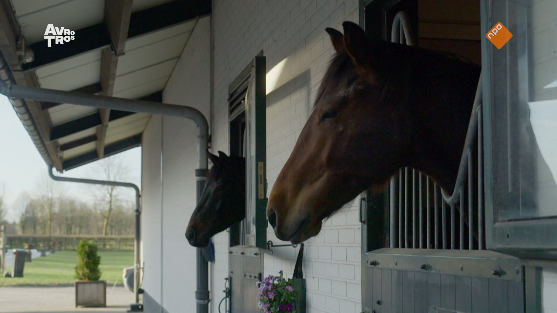 Zappsport | Paardensport