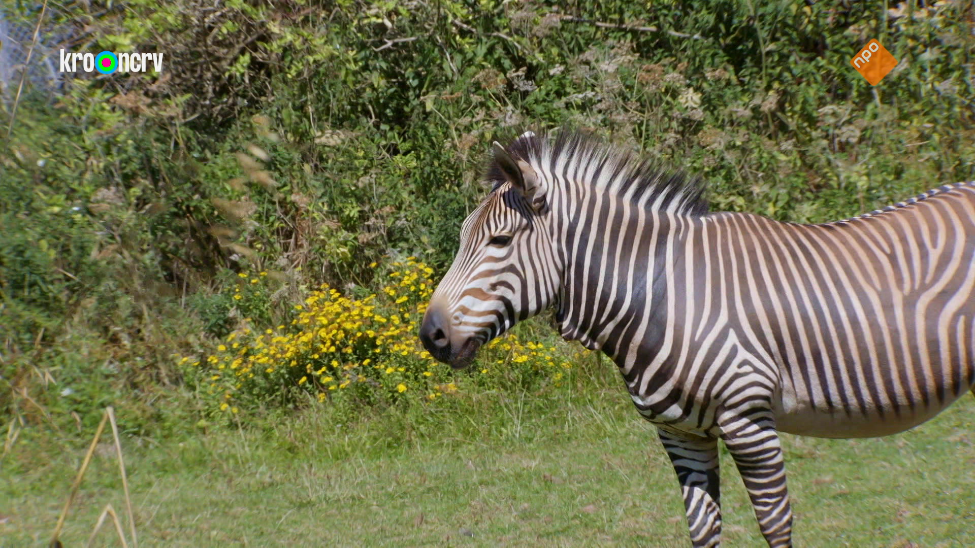 De Zoo