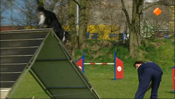 Het Klokhuis | Hondensport