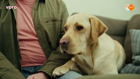 Wilde Buren | Geleidehond