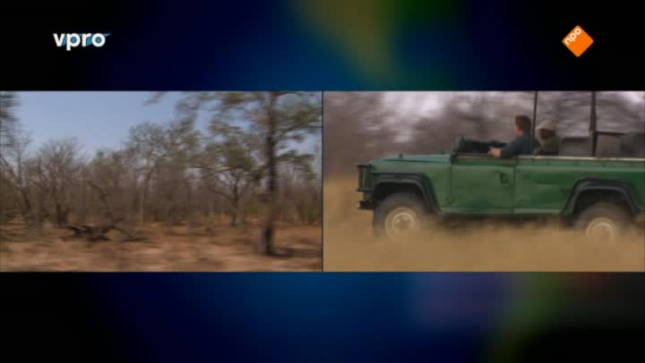 Freeks Wilde Wereld | Afrikaanse katten
