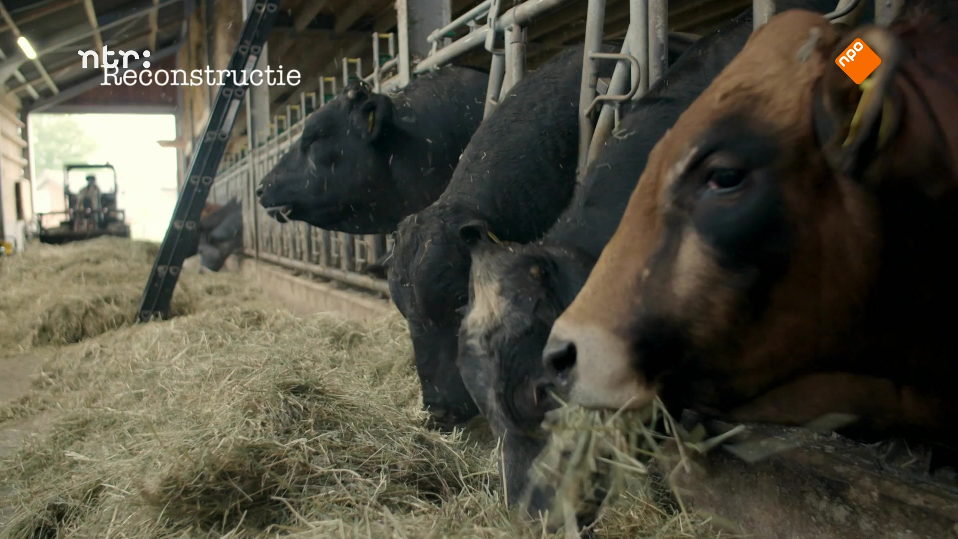 DierenDetectives | Paard Kerry Gold
