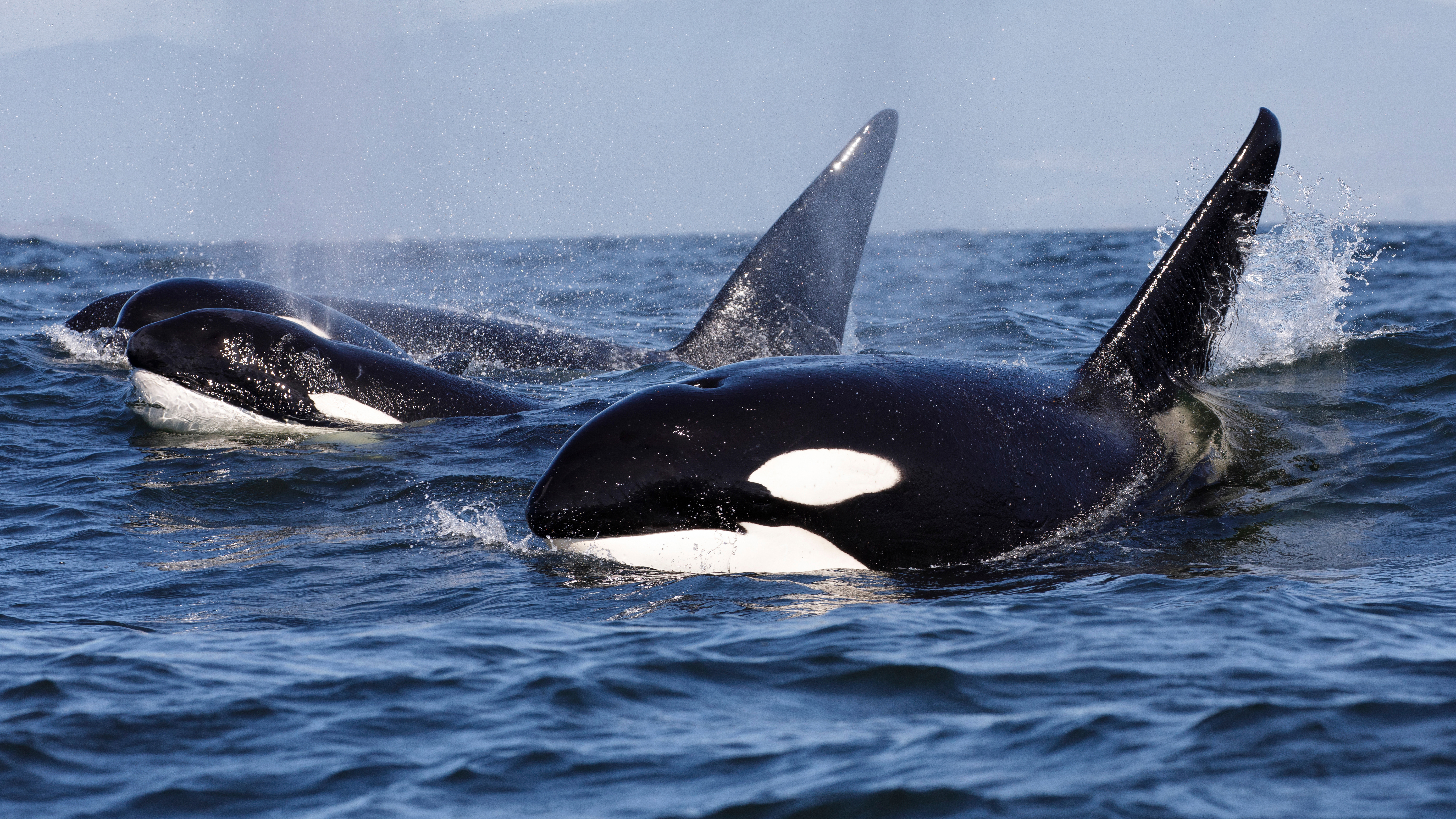 De dodelijkste 60 | Noorwegen: orka avontuur