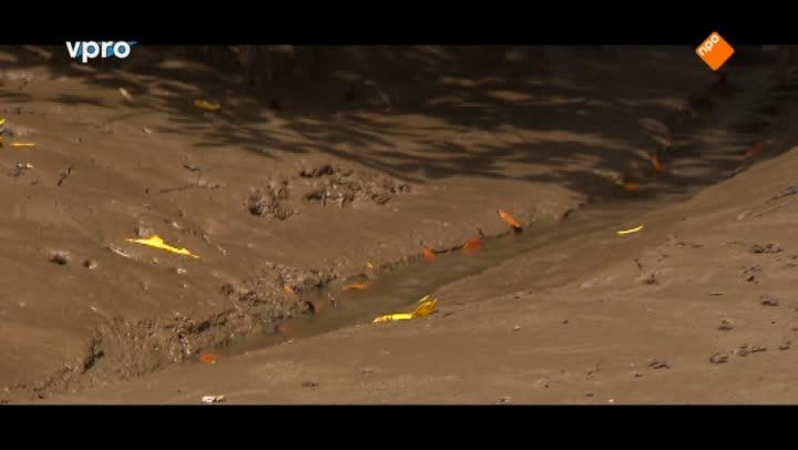 Freek in het wild | Mangrovebos en boa