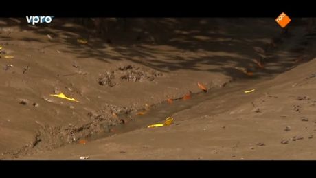 Freek in het wild | Mangrovebos en boa